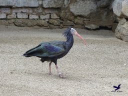Tiergarten Schönbrunn am 24.02.2026